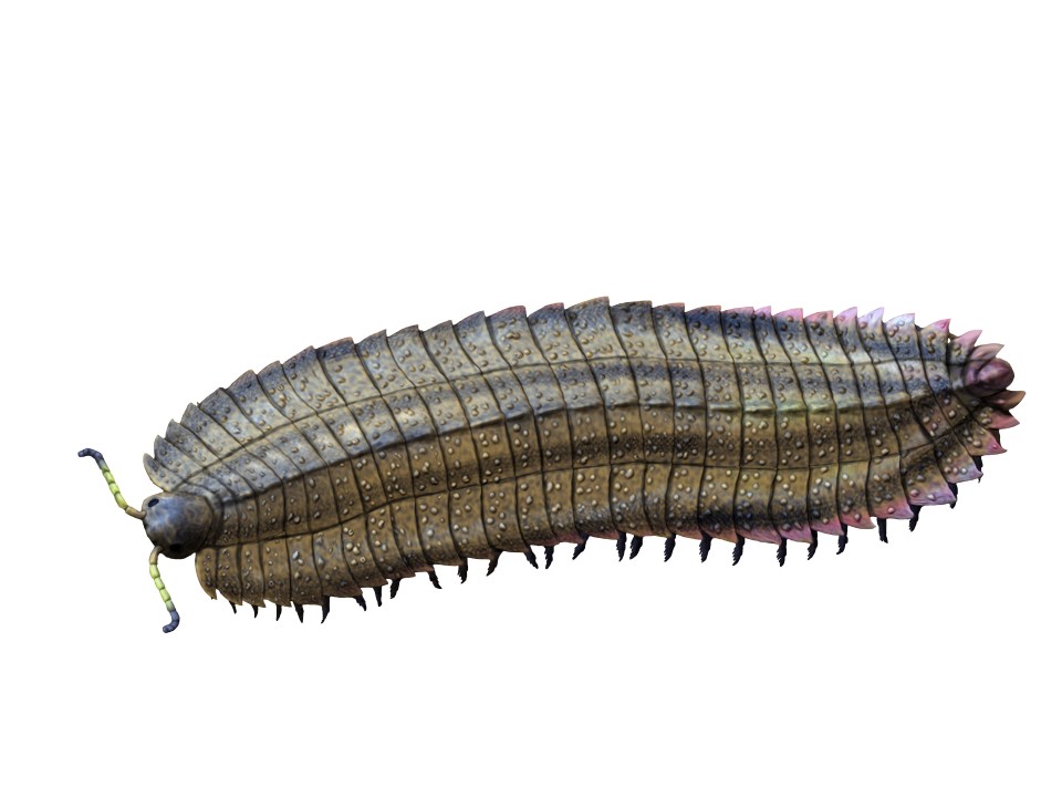 Arthropleura armata é uma milípede extinta do final do Carbonífero da Europa