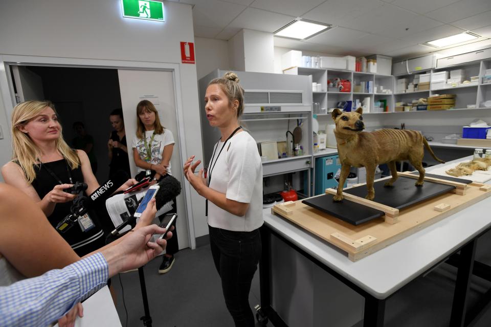 Pesquisadora associada Dra. Christy Hipsley do Museu de Melbourne