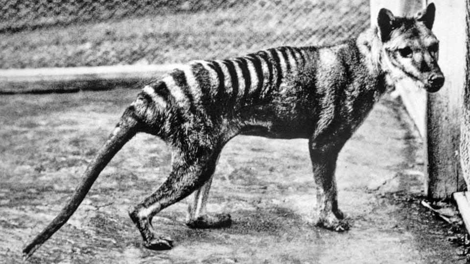 O último tilacino conhecido fotografado no zoológico de Berlim em 1933