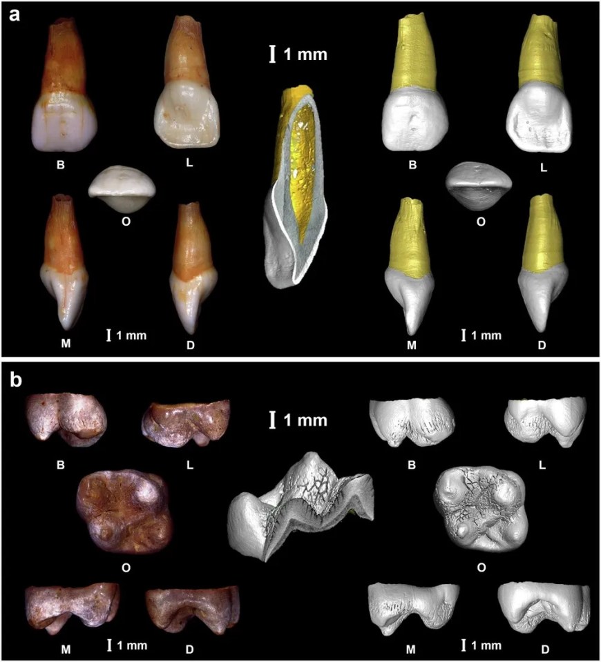 A análise dos dentes do bebê pelos pesquisadores forneceu informações sobre a curta vida do menino