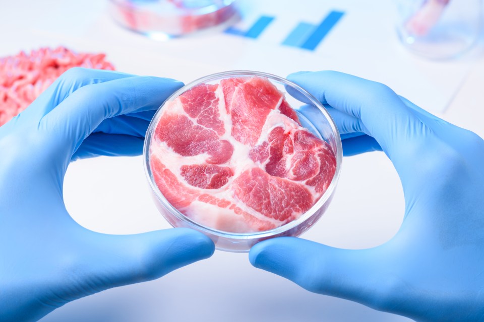 A carne cultivada em laboratório poderá estar em nossos pratos em apenas dois anos, de acordo com os planos de regulamentação governamental