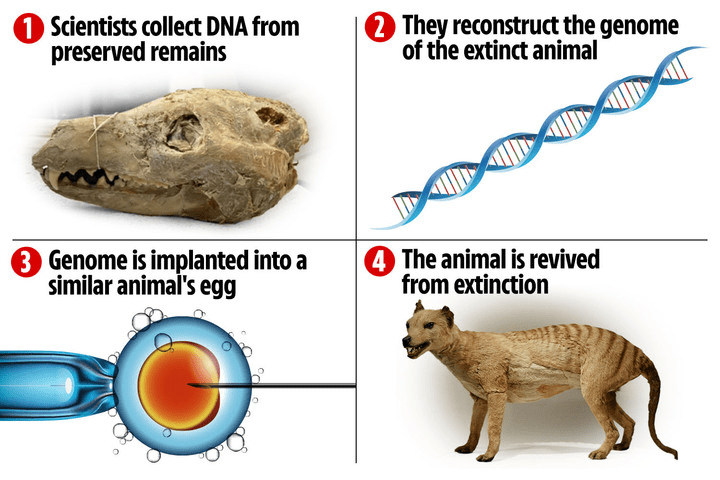 O processo que os cientistas estão usando para trazer de volta o tigre da Tasmânia