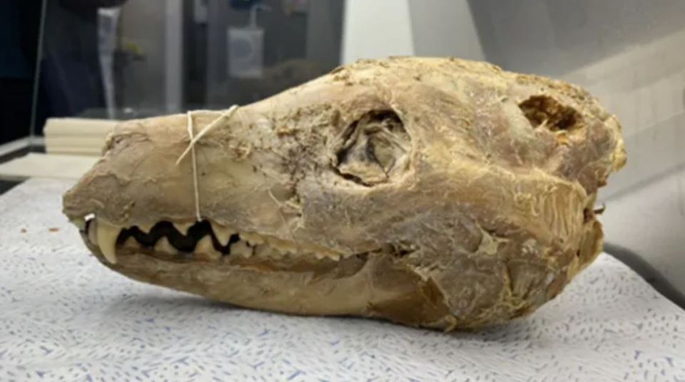 Um crânio de tigre da Tasmânia de 108 anos com fragmentos de pele ainda presos