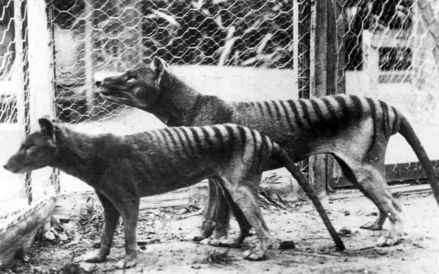 Dois tigres da Tasmânia, ou tilacinos, em cativeiro no Zoológico de Hobart, na Austrália, em 1933