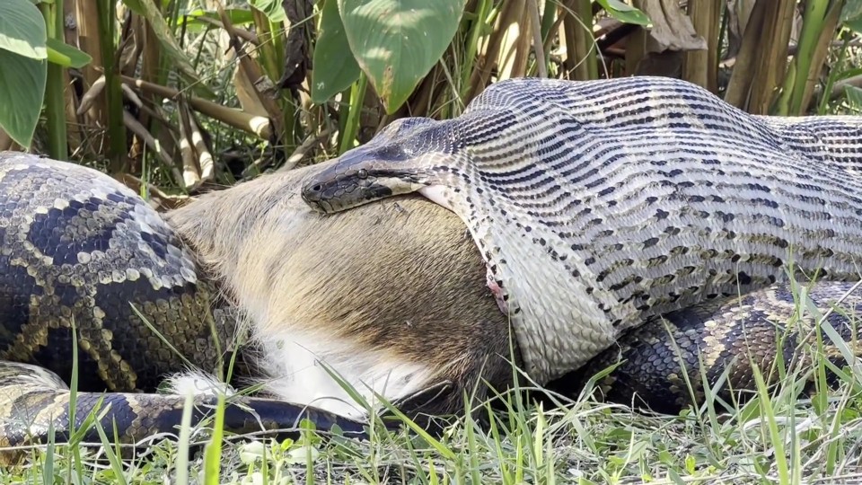 As pítons birmanesas, descobriram os pesquisadores, podem esticar a boca em até 26 cm.