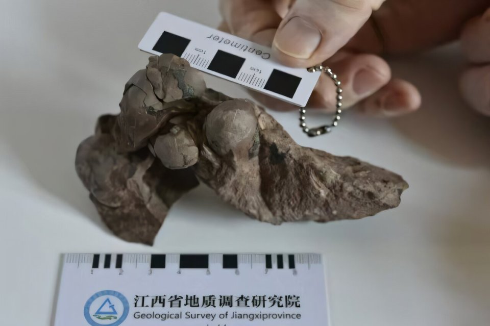 O menor ovo de dinossauro já encontrado foi confirmado em Ganzhou, China