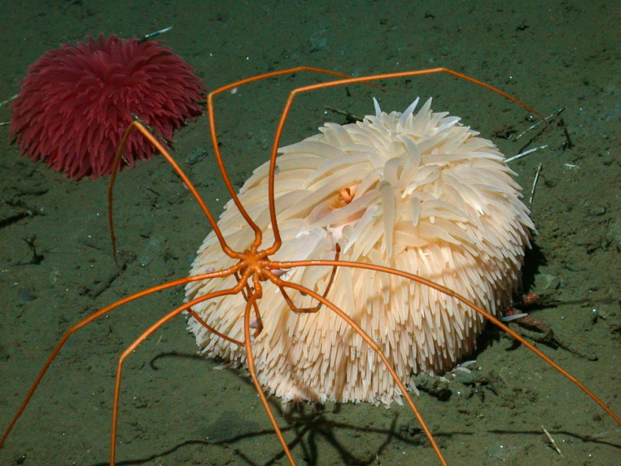 A aranha marinha gigante se alimenta de criaturas como anêmonas do mar, hidroides, geleias e outros invertebrados