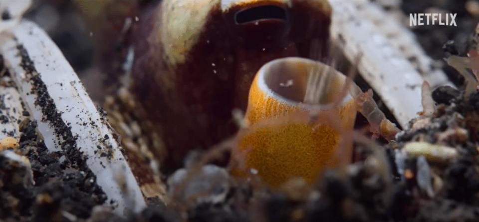 Polvos de coco, também conhecidos como Amphioctopus marginatus, são normalmente encontrados em águas tropicais do oeste do Oceano Pacífico