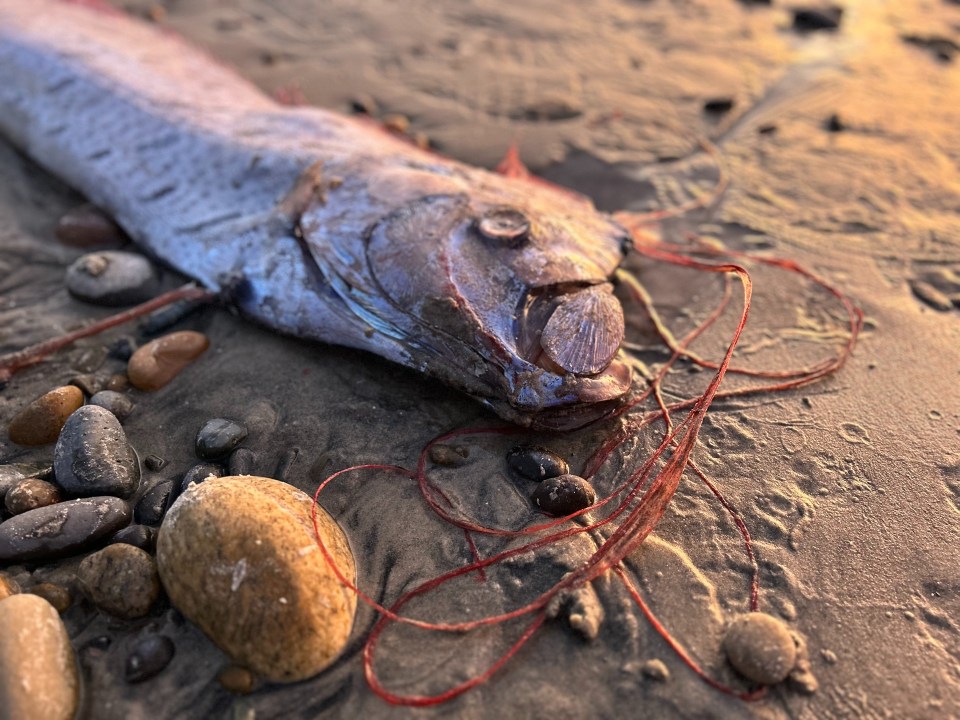 Até agosto, os cientistas haviam registrado apenas 19 peixes-remo encalhados na costa da Califórnia desde 1901, segundo pesquisadores de oceanografia.