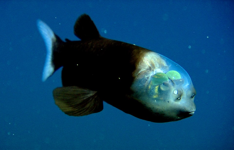 Esta criatura assustadora, conhecida como peixe olho-de-barril, vive em profundidades de até 1 km no norte do Oceano Pacífico, onde a luz raramente atinge