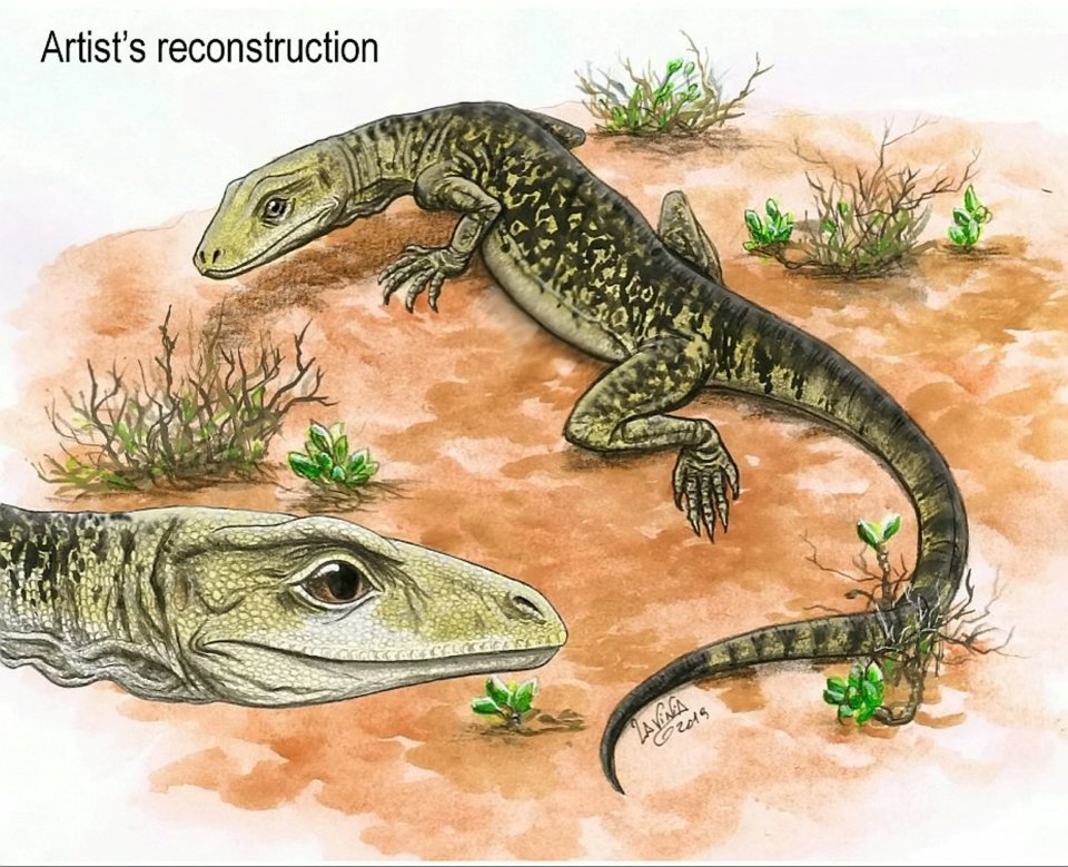 Chamado de Cryptovaranoides microlanius, o lagarto remonta a uma época em que os répteis dominavam a terra e os moluscos governavam o mar