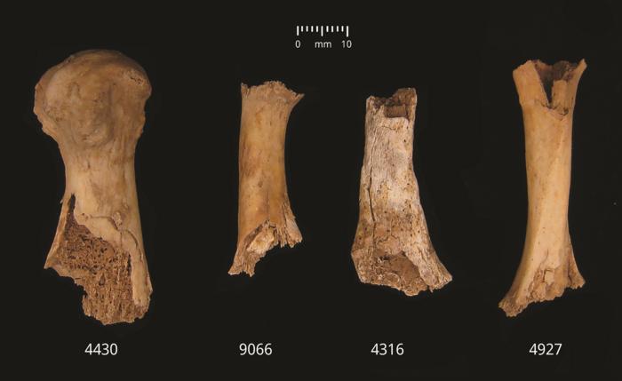 Arqueólogos analisaram mais de 3.000 ossos humanos e fragmentos de ossos em Charterhouse Warren, Somerset, para juntar as peças do massacre