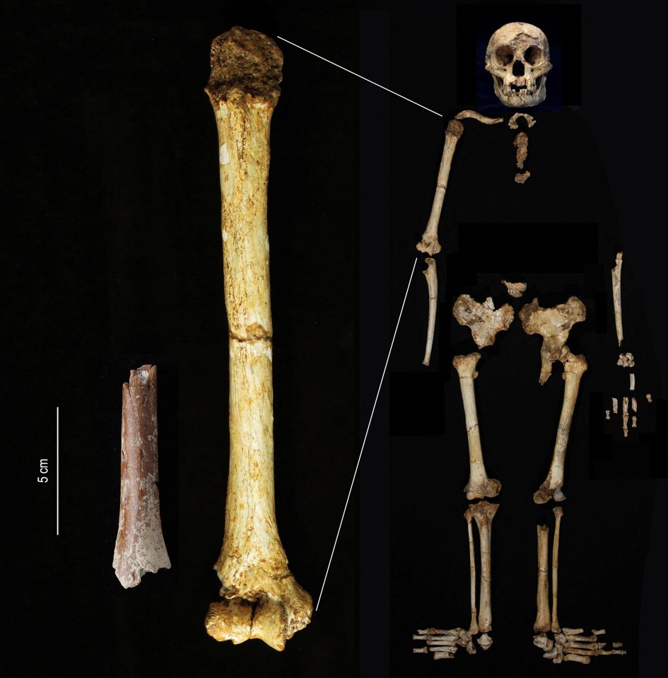 Uma comparação do osso do úmero de dois esqueletos diferentes do Homo floresiensis encontrado