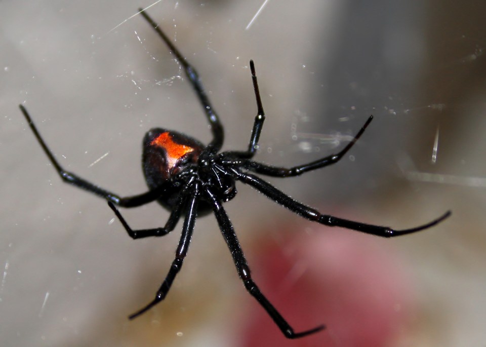 Apenas fêmeas de aranhas viúvas negras – como a vista aqui – picam humanos