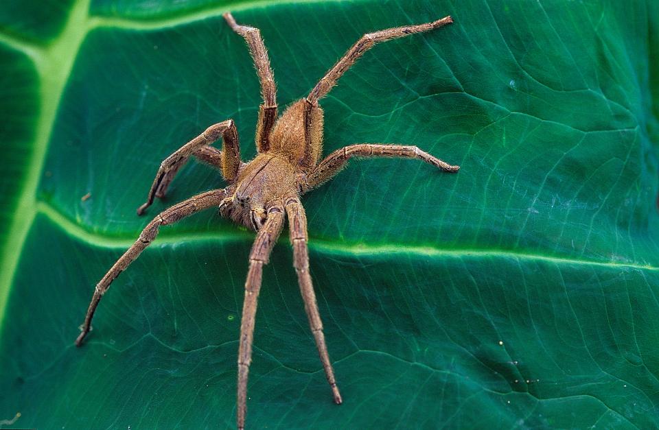 A criatura – também conhecida como aranha banana – tem sido associada a várias mortes