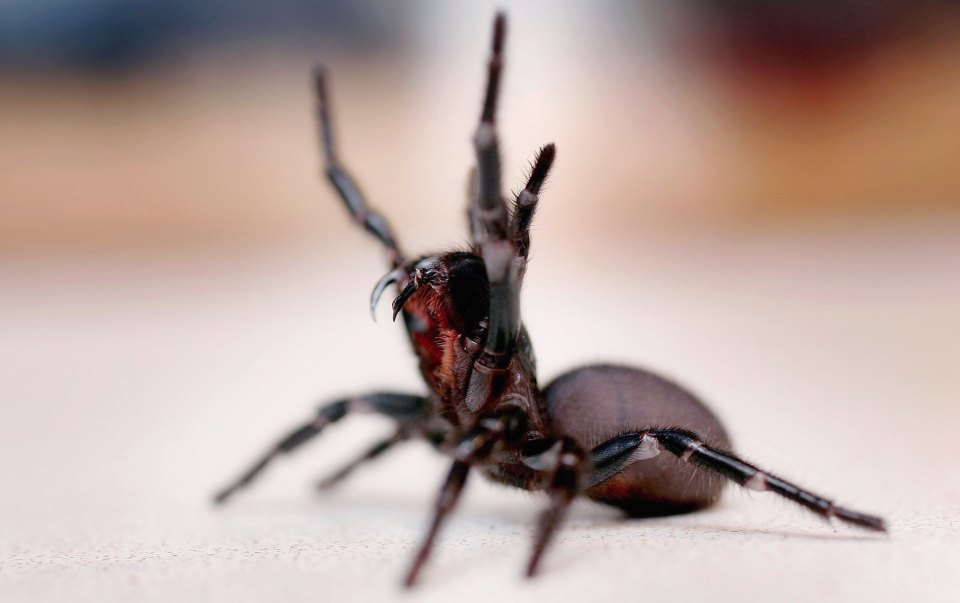 A aranha Sydney Funnel Web da Austrália é uma criatura mortal com uma mordida poderosa