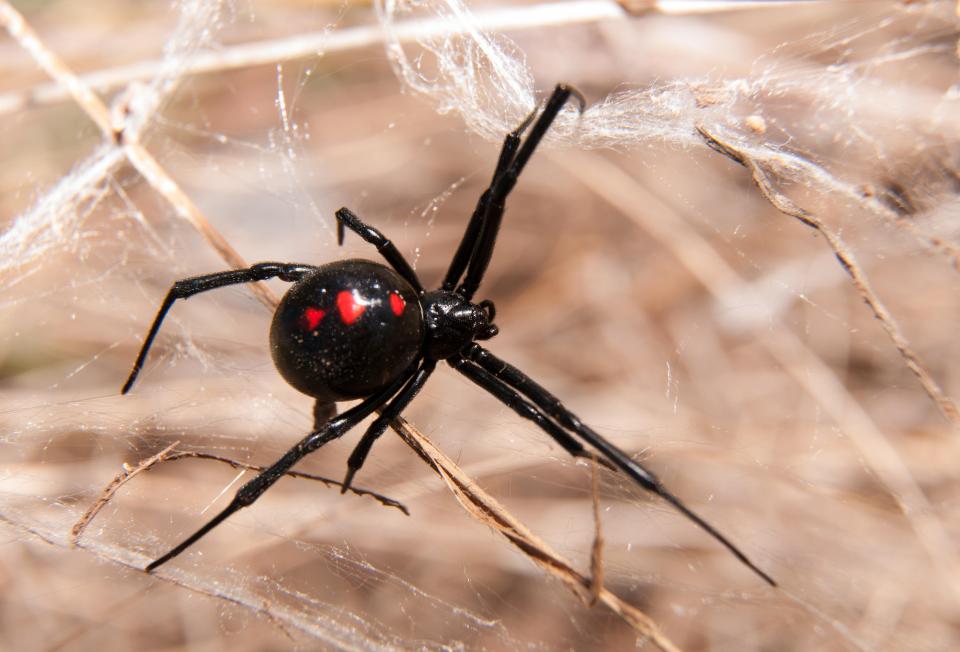 Uma viúva negra pode morder se for espremida ou beliscada