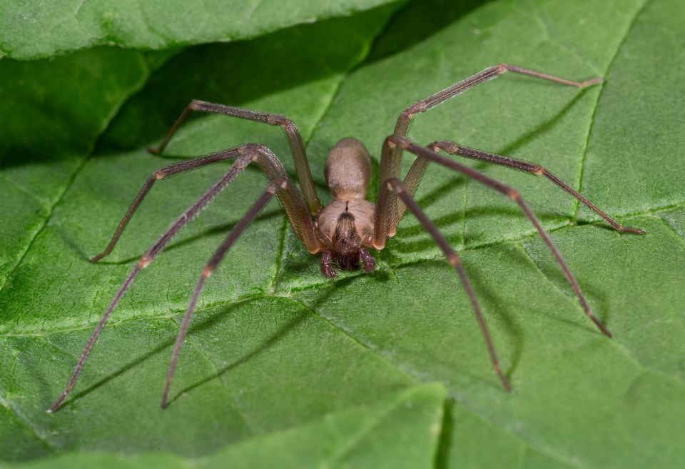 A Aranha Reclusa Marrom pode ser encontrada nos Estados Unidos e tem veneno potencialmente perigoso