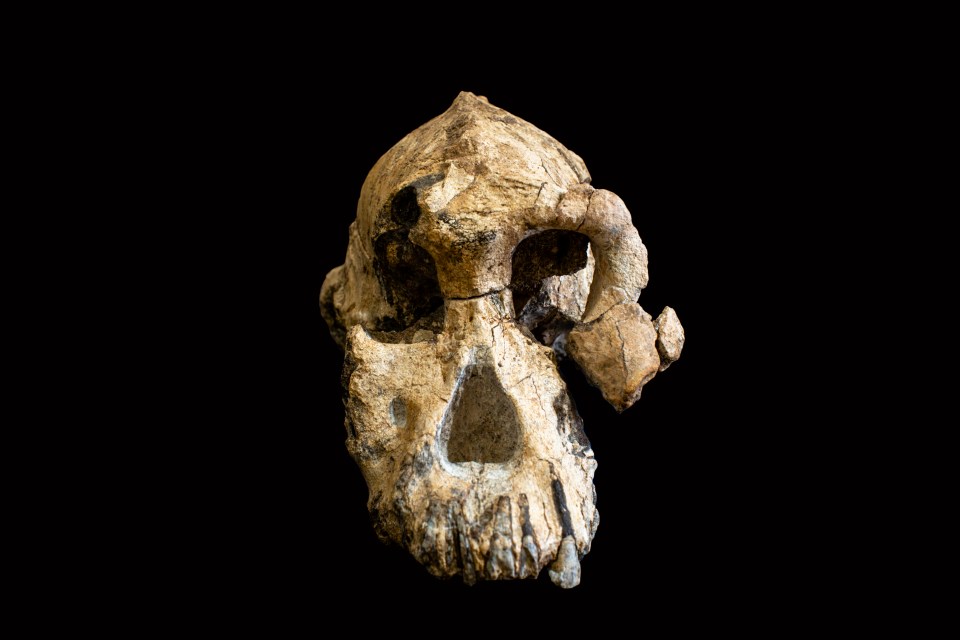 Crânio fossilizado de Australopithecus anamensis