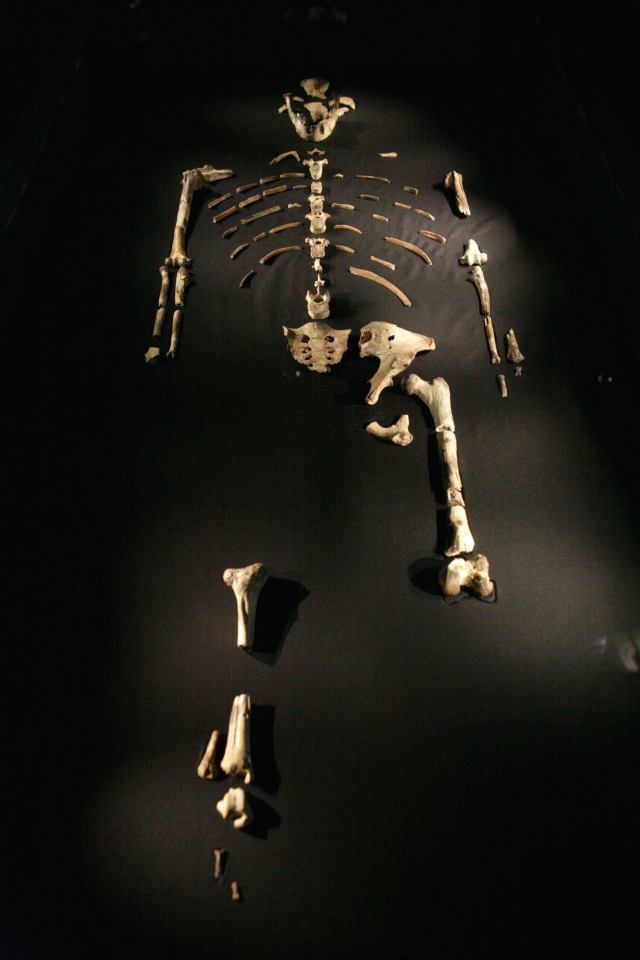 Esqueleto de Australopithecus afarensis de 3,2 milhões de anos chamado Lucy