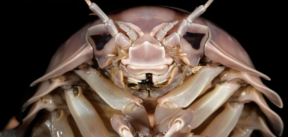 Close de Bathynomus vaderi, uma espécie recém-descoberta de isópode gigante.