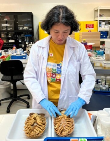 Cientista examinando dois isópodes gigantes em laboratório.