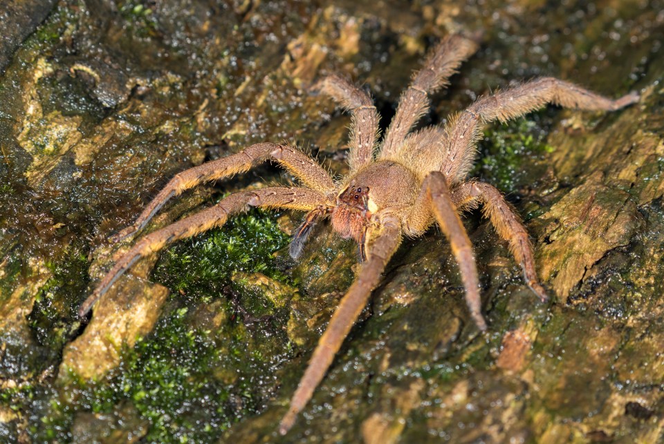 A aranha errante brasileira, vista aqui em uma árvore no Peru, pode picar você se for perturbada