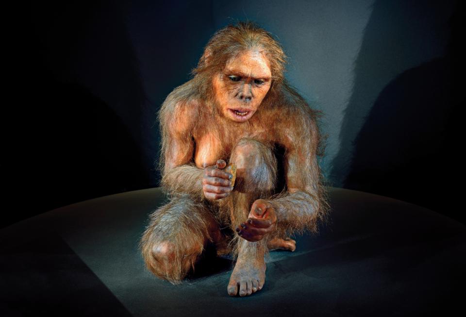 Hominídeo 'Lucy' (Australopithecus afarensis) no Museu da Evolução Humana